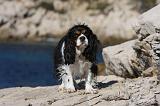 CAVALIER KING CHARLES 561